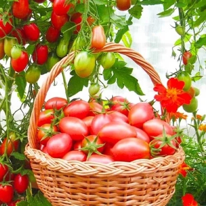 Корзина с красными помидорами на фоне томатных кустов - Чаусянський
