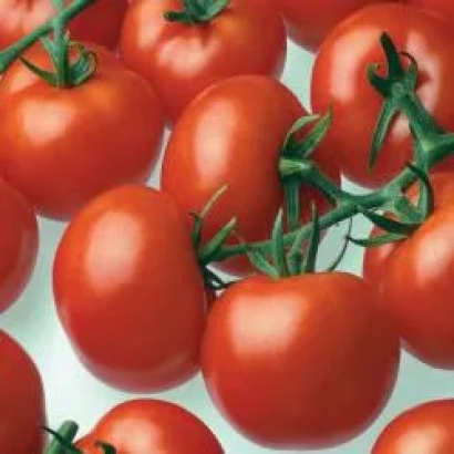 Свежие красные томаты на ветке - Цедрико РЦ F1