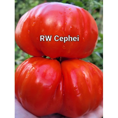 Large red tomato of variety RW Cephei against green background - CEFEYA
