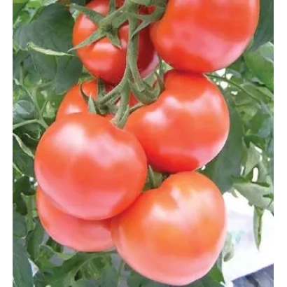 красные томаты на ветке - Цельсус F1
