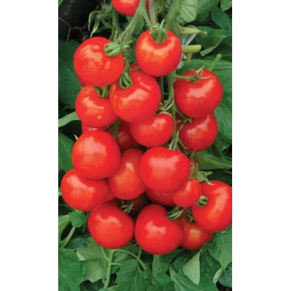 Ripe red tomatoes of the Chelyabinsk Meteor variety on a vine - CHELYABINSKY METEORIT