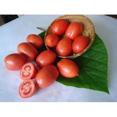 Красные помидоры сорта Челнок в корзине и на листе