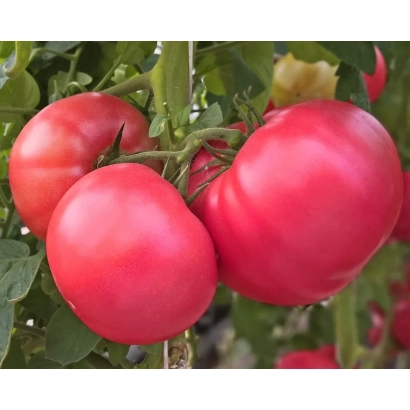 Красные томаты сорта ЧЕЛСІ на ветке - ЧЕЛСИ