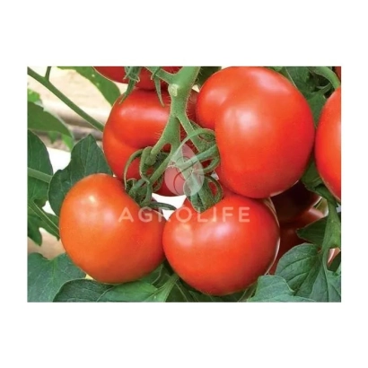 Красные томаты на ветке с логотипом AGROLIFE - Целсус F1