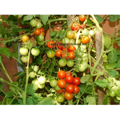 Chereshenka tomatoes on vine