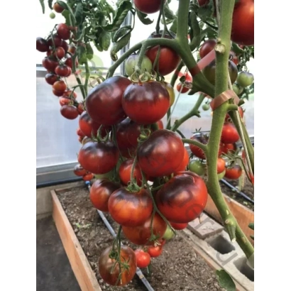 Созревшие красные томаты сорта ЧЕРНАЯ БОГИНЯ на кусте в теплице