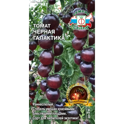 Пакет насіння помідора Чорна Галактика на фоні куща з плодами