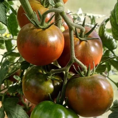 Дозрілі та недозрілі чорні помідори на гілці - ЧОРНА ЛАСОЩІВКА