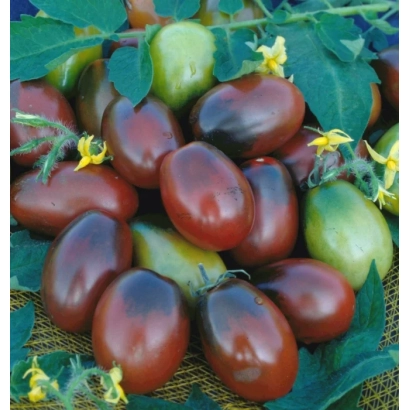 Спелые и зеленые помидоры сорта Чёрный Мавр на ветке - ЧЕРНЫЙ МАВР