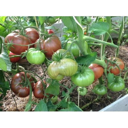 Black Elephant tomatoes on vine