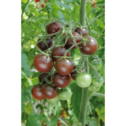 Спелые и незрелые черные помидоры на ветке - ЧЕРНЫЙ ШОКОЛАД