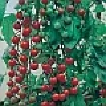 Куст томата Черриколло F1 с красными плодами