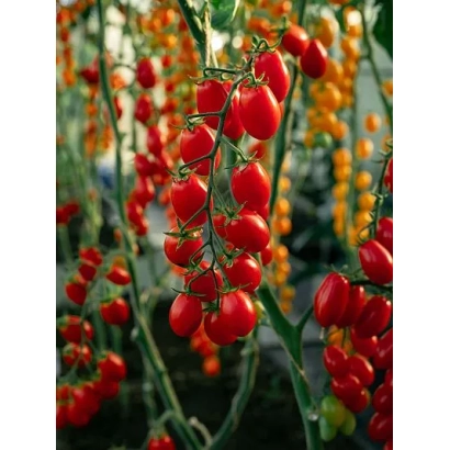 Кисти красных томатов Черриот Юрия на ветвях