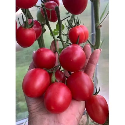Красные помидоры сорта ЧерриРіо на ветке в руке - ЧЕРРИРИО