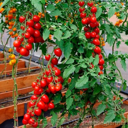Куст томата с красными и желтыми плодами на деревянных ящиках - ЧЕРРИВЕРА