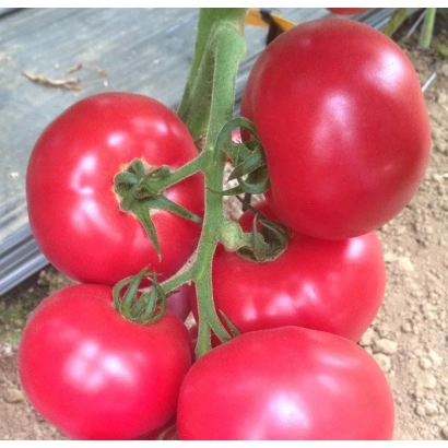 Спелые красные томаты на ветке - ЦЕТУС