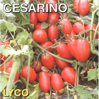 Томаты сорта CESARINO на кусте - ЧЕЗАРИНО