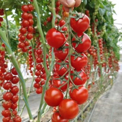 Кисти красных томатов Череза на растении в теплице