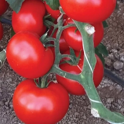 Красные томаты на ветке - Чимган