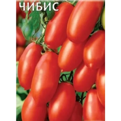 Червоні помідори сорту ЧИБИС на гілці - Чайка