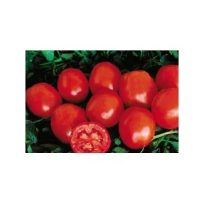 Красные томаты сорта Чикаго F1 на зелёном фоне