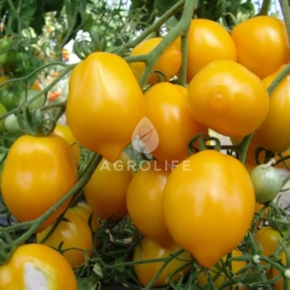 Желтые томаты сорта Citrina на ветке - Цитрина