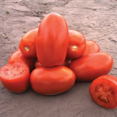 Стек красных томатов сорта Класик на земле