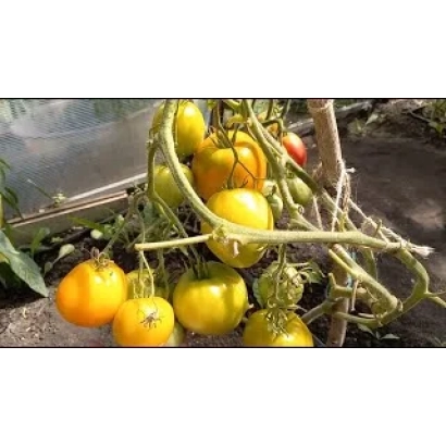 Дозрілі та недозрілі помідори на гілках рослини - КЛОБОГО