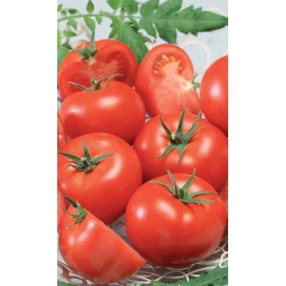 Свежие красные томаты на фоне зелени - КОМАНСИКС