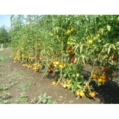 Ряды томатных кустов с плодами на открытом поле - ЧУДО СВЕТА