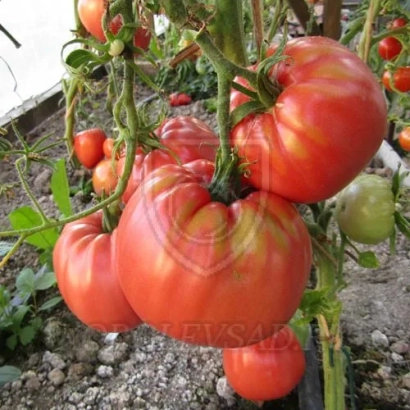 Спелые красные томаты на кусте - ЧУДО ЗЕМЛИ