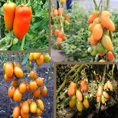 Красные и оранжевые томаты ЧУХЛОМА на кусте