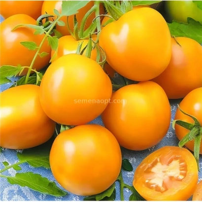 Свежие желтые томаты сорта Цыпа на ветвях с листьями