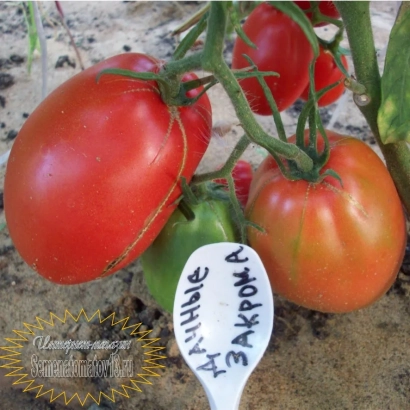 Tomatoes on vine with label «DAWN'S GRAINS»