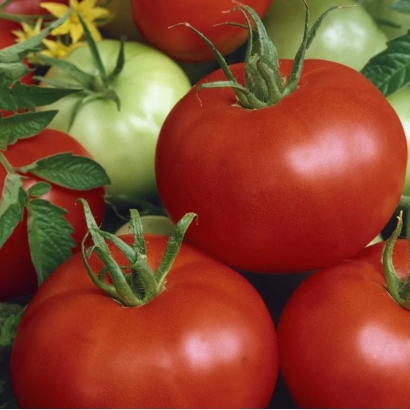 Свежие помидоры сорта Дайна