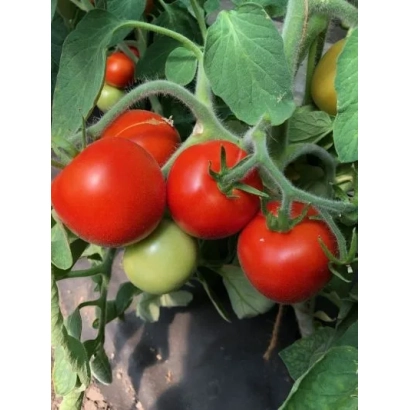 Спелые и зеленые помидоры на кусте - ДАЛАТ
