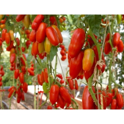 Спелые красные томаты сорта Дамский каприз на ветвях в теплице