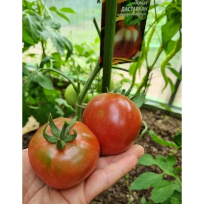 Томат Дастархан на ладони с пакетом семян на фоне