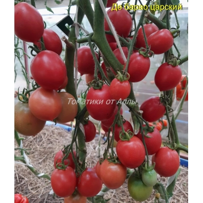 Спелые и незрелые помидоры сорта Де Барао Царский на кусте