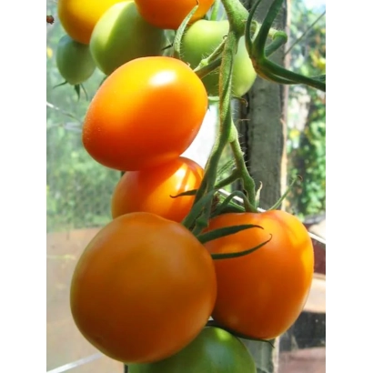 Ripe and green tomatoes of the De Barao Orange variety on the vine