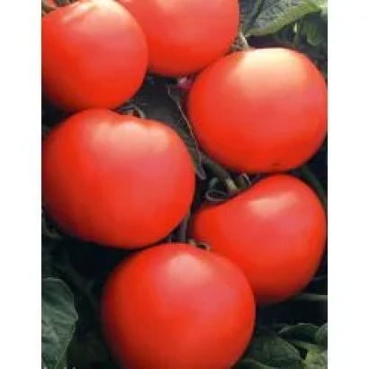 Красные томаты на ветвях - Дебют F1