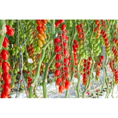 Кісті томатів на рослині, червоні та зелені плоди - ДЕЛИШЕР