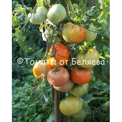 Спелые и незрелые томаты сорта «Томаты от Беляева» на кусте - Деревенский