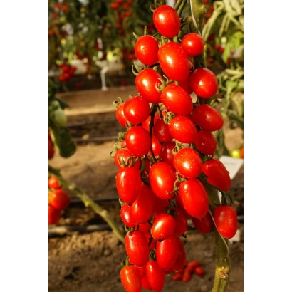 Спелые красные томаты сорта Девчата на ветке