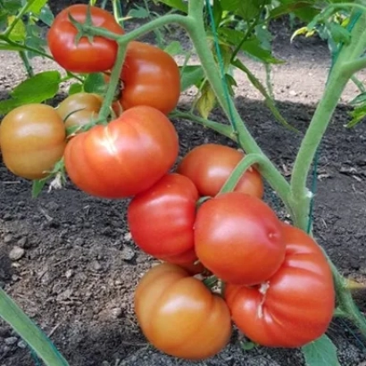 Спелые и незрелые помидоры на ветке - ДЕВОНЕТ