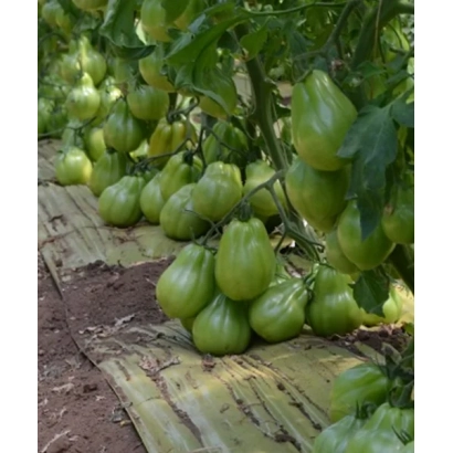 Фото томатов на гряде без названия продукта - Диабло F1