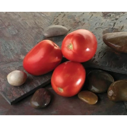 Томаты сорта Диаболик F1 на камнях