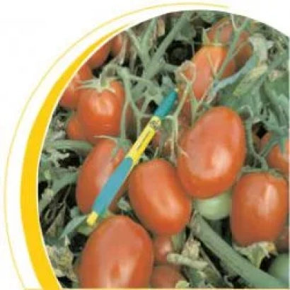 Красные томаты сорта Диадема F1 на ветке