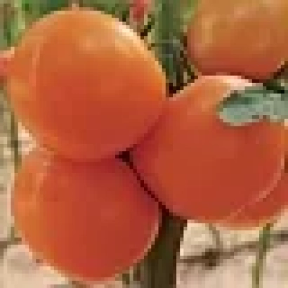 Свежие оранжевые томаты на ветвях - Диоранж F1