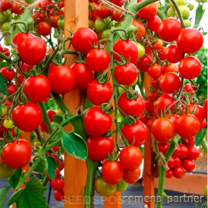 Спелые красные томаты на ветвях растения - ДИРИЖЕР